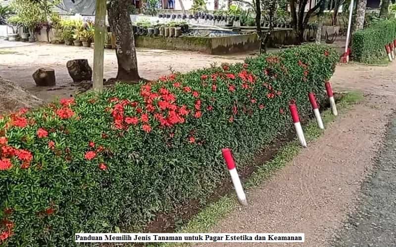 Panduan Memilih Jenis Tanaman untuk Pagar Estetika dan Keamanan